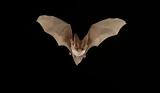 Οι επιστήμονες ψάχνουν στις νυχτερίδες το μυστικό της μακροζωίας,
