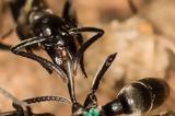 Με ποιον τρόπο τα μυρμήγκια περιποιούνται τους τραυματίες στο πεδίο της μάχης,