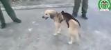 Σκύλα, [βίντεο],skyla, [vinteo]