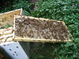 Η βιώσιμη οικολογική μελισσοκομική παραγωγή,