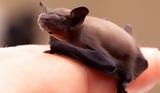 To μυστικό της μακροζωίας κρύβεται στις νυχτερίδες;,