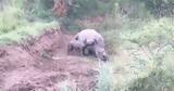 Η συγκλονιστική στιγμή που ένα μικρός ρινόκερος προσπαθεί να θηλάσει από την νεκρή μητέρα του,θύμα λαθροκυνηγών