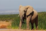 Ελέφαντας, Μπαγκλαντές VIDEO,elefantas, bagklantes VIDEO