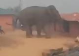 Ελέφαντας, – Ανάμεσά,elefantas, – anamesa