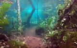 Το εντυπωσιακό τροπικό δάσος κάτω από το νερό,
