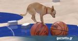 Ο σκύλος που ξέρει καντάρια... μπάσκετ! (vid),