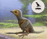 Το πιο αρχαίο νεογέννητο πτηνό της ιστορίας ήταν στο μέγεθος κατσαρίδας,