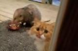 Η επική αντίδραση μιας γάτας που της κλέβουν το φαγητό!,