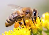 Τι είναι η μελισσοθεραπεία και που χρησιμοποιείτε; Είναι κατάλληλη για εσάς;,