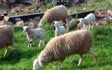 Πρόβατα, 61χρονο, Λάρνακα,provata, 61chrono, larnaka