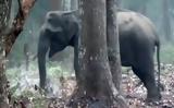 O… θεριακλής ελέφαντας που καπνίζει στο δάσος πονοκεφαλιάζει τους επιστήμονες,