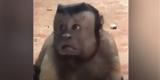 Η μαϊμού με το «ανθρώπινο» πρόσωπο που έχει γίνει viral!,