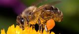 Τι πρέπει να κάνετε αν σας τσιμπήσει μέλισσα ή σφήκα;,