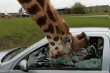 Η τρομακτική στιγμή που μια καμηλοπάρδαλη σπάει με το κεφάλι της παράθυρο αυτοκινήτου (video),