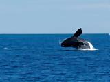 Οι τοξοκέφαλες φάλαινες τραγουδούν free jazz για να προσελκύσουν το ταίρι τους!,