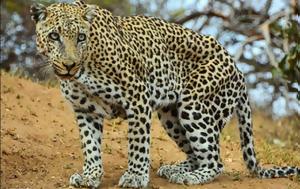 Λεοπάρδαλη, Ναμίμπια ΦΩΤΟ, leopardali, namibia foto