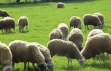 Νέα μελέτη συνδέει την σκλήρυνση κατά πλακας με τα πρόβατα,