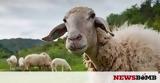 Η επαφή με τα πρόβατα ευνοεί τη σκλήρυνση κατά πλάκας,