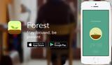 Forest,Stay