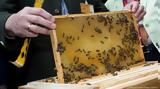 ΑΓΣ, Παρασκευή, Προγράμματος Μελισσοκομίας,ags, paraskevi, programmatos melissokomias