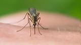 Γιατί τα κουνούπια τσιμπούν συγκεκριμένους ανθρώπους;,