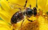 Οι μικρές,ακούραστες και θαυματουργές μέλισσες