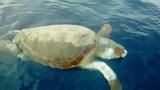 Σε έξαρση οι θάνατοι θαλάσσιων χελωνών,