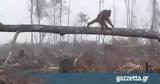 Η συγκινητική προσπάθεια ενός ουρακοτάγκου να σώσει δέντρο από μπουλντόζα (vid),