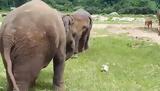 Ελεφαντάκια,elefantakia