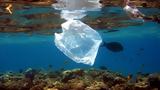Το 43% των θαλάσσιων απορριμμάτων προέρχεται από πλαστικά μιας χρήσης,