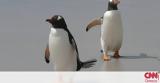 Η... ρομαντική βόλτα δύο πιγκουίνων στην παραλία που έγινε viral (vid),