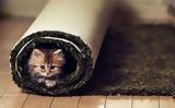 5 κοινοί λόγοι που μια γάτα κρύβεται σε διάφορα σημεία του σπιτιού,