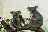 Θλιβερές, Αυστραλία, Κοάλα, -video,thliveres, afstralia, koala, -video