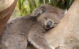 Αυστραλία, Κοάλα,afstralia, koala