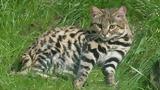 Ο τίτλος του φονικότερου αιλουροειδούς στον κόσμο ανήκει σε μία γάτα μήκους 40 εκατοστών (vids),