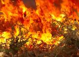 Φωτιά Τώρα Κορωπί Αττική – Μεγάλη Πυρκαγιά,fotia tora koropi attiki – megali pyrkagia