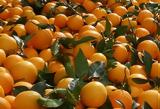 Χανιά, Γιορτή Πορτοκαλιού, Σκινέ,chania, giorti portokaliou, skine