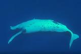 Μοναδικό, Κυκλάδες – Φάλαινα 40, Αιγαίου,monadiko, kyklades – falaina 40, aigaiou