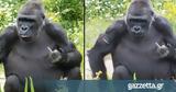 Γορίλας,gorilas