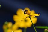Μια μέλισσα μπορεί σταματήσει την παγκόσμια εξάρτηση από τα πλαστικά;,