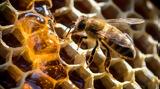 Μια μέλισσα μπορεί σταματήσει την παγκόσμια εξάρτηση από τα πλαστικά,