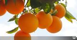 Η συνδεδεμένη ενίσχυση για τα χυμοποιήσιμα πορτοκάλια,
