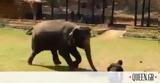 Ελέφαντας,elefantas
