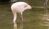 Φλαμίνγκο,flamingko