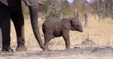 O μικρός ελέφαντας χωρίς προβοσκίδα - Ένας σπάνιος μαχητής που έχει ξαφνιάσει τους επιστήμονες,