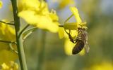 Οι μέλισσες εθίζονται στα φυτοφάρμακα όπως οι καπνιστές στη νικοτίνη,