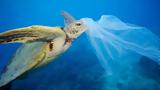 Οι μισές από τις θαλάσσιες χελώνες των ωκεανών έχουν καταπιεί πλαστικό,