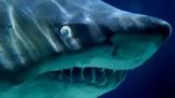 Καρχαρίας, 20χρονο, - Ήταν, Jaws,karcharias, 20chrono, - itan, Jaws