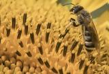 Γιατί μισούμε τις σφήκες και αγαπάμε τις μέλισσες;,