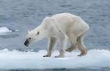 Η κλιματική αλλαγή απειλεί να αφανίσει την… τροφή των πολικών αρκούδων,